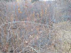 Physocarpus intermedius