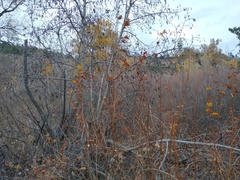 Physocarpus intermedius