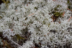 Cladonia arbuscula mitis