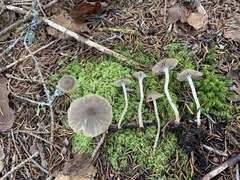 Fayodia bisphaerigera