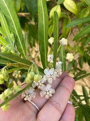Gomphocarpus