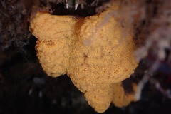 Botrylloides violaceus