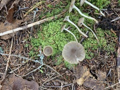 Fayodia bisphaerigera