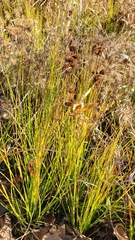 Juncus canadensis