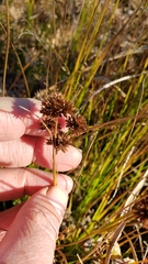 Juncus canadensis