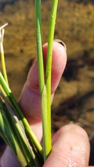 Juncus canadensis