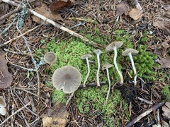 Fayodia bisphaerigera