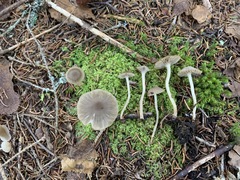 Fayodia bisphaerigera