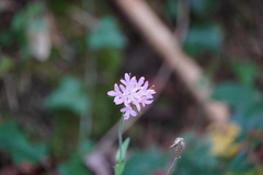 Knautia