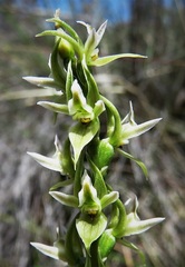 Prasophyllum petilum