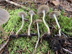 Fayodia bisphaerigera