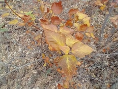 Physocarpus intermedius