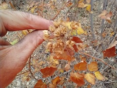 Physocarpus intermedius