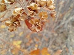 Physocarpus intermedius