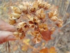 Physocarpus intermedius
