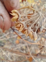 Physocarpus intermedius