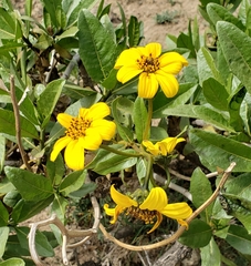 Flourensia thurifera