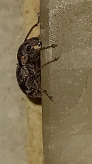 Entiminae