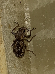 Entiminae