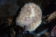 Aeolidia