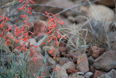 Penstemon subulatus