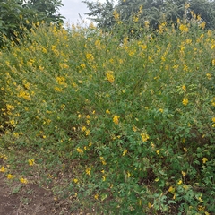 Crotalaria longirostrata