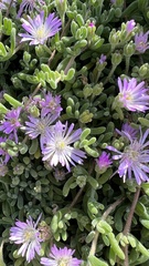Drosanthemum