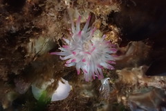 Anthopleura elegantissima