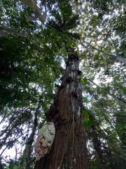 Trichoscypha acuminata