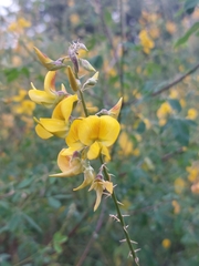 Crotalaria longirostrata