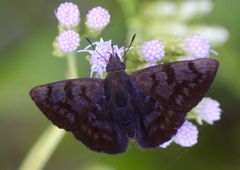 Pellicia arina