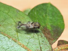 Stephanitis pyrioides