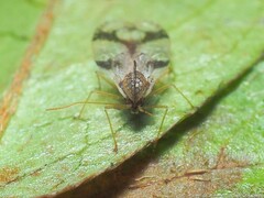 Stephanitis pyrioides