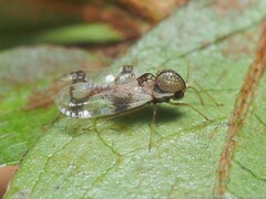 Stephanitis pyrioides