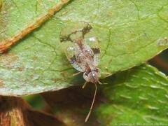 Stephanitis pyrioides