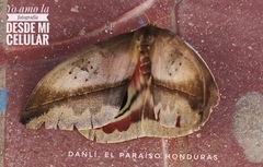 Automeris zugana