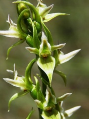 Prasophyllum petilum