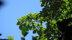 Cavanillesia platanifolia