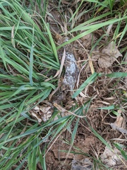 Rodentia