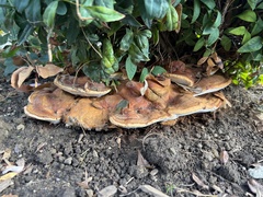 Ganoderma