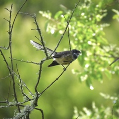 Rhipidura fuliginosa placabilis