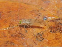 Xanthocaecilius