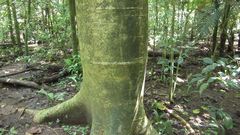 Cavanillesia platanifolia