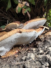 Ganoderma