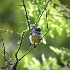 Rhipidura fuliginosa placabilis