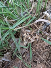 Rodentia