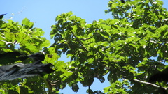 Cavanillesia platanifolia