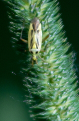Stenotus binotatus