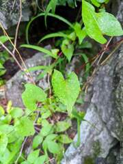 Fallopia cilinodis