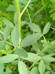 Melilotus albus